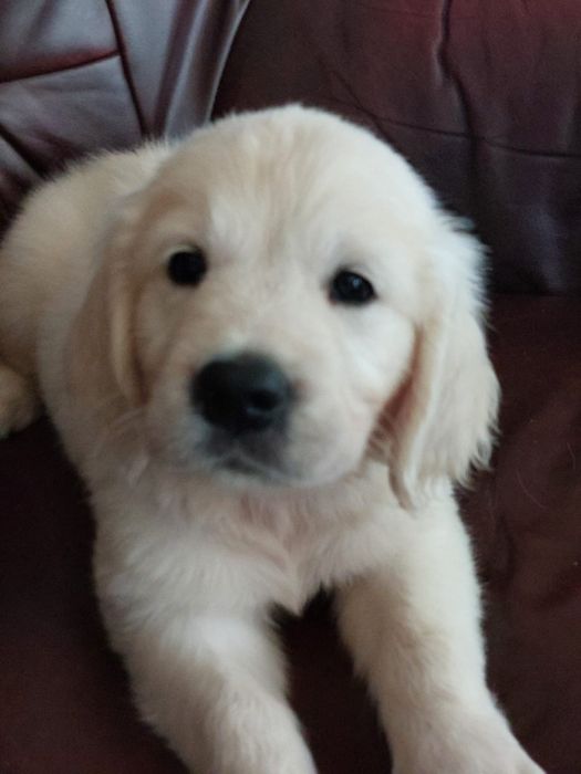 Vand  mascul golden retriever