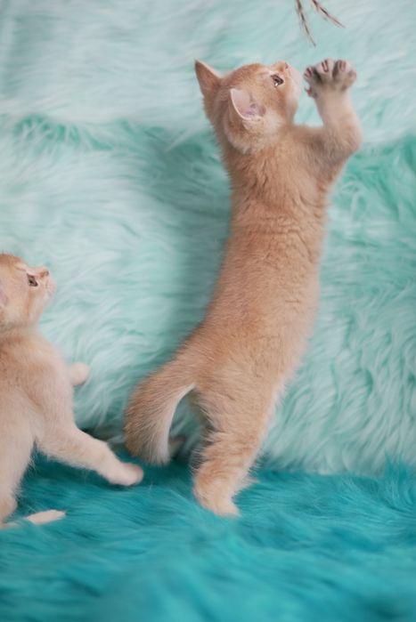 Котята окраса шиншилла. Шотландские и британские