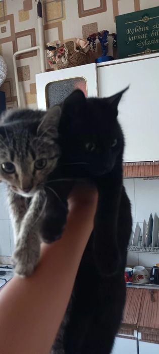 Ikta mushuk 1 quz 1 õgil
