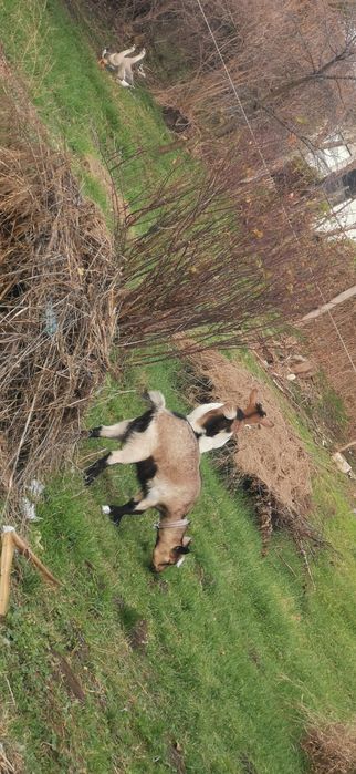 Vând o capra și o iada ambele gestante