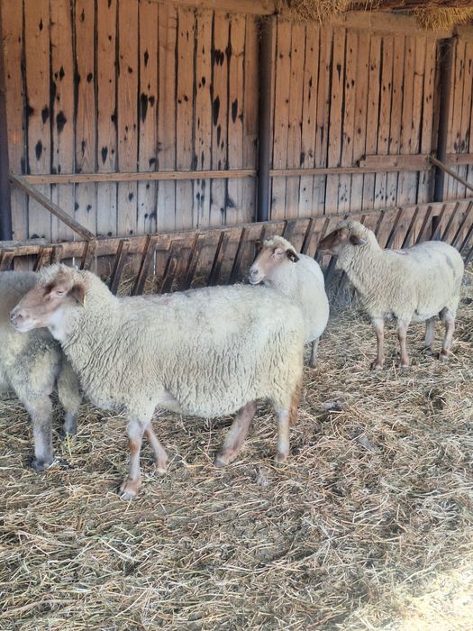 Vând oi reformă rasa Țigaie Ruginie