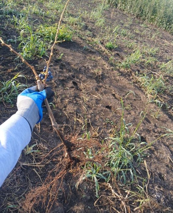 Butasi vita de vie Anul 1 2 3