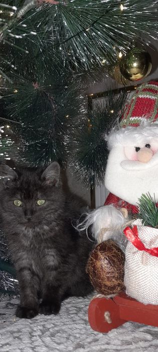 Отдадим воспитанную кошечку в семью