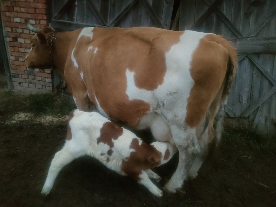 Vacă cu vițea fătată de patru zile!