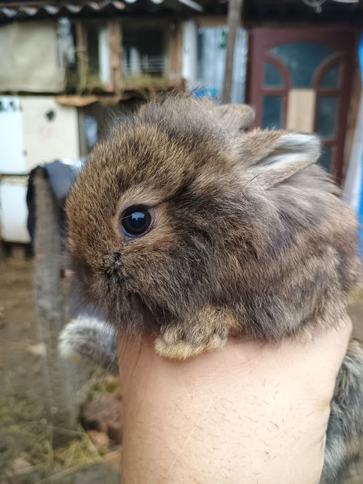 Iepurași cap de leu pitic