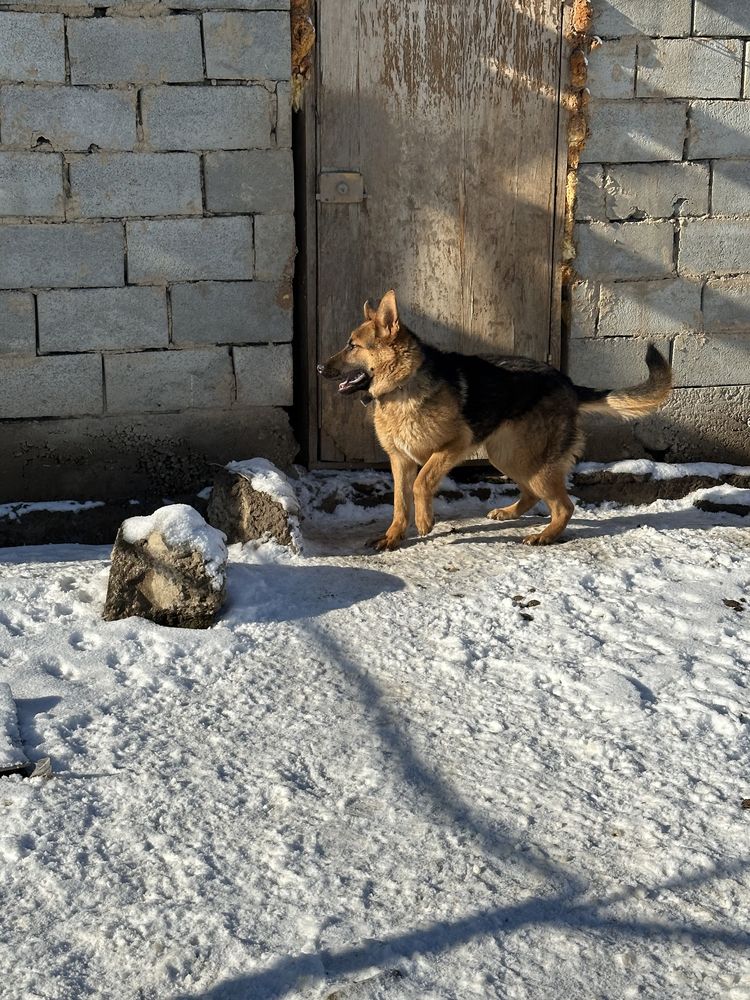 Немецкая овчарка (девочка) 1 год