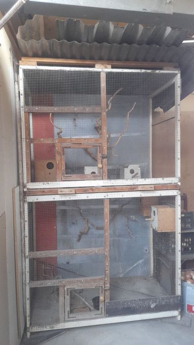 Katak sotiladi xoʻroz va toti qushlaar uchun