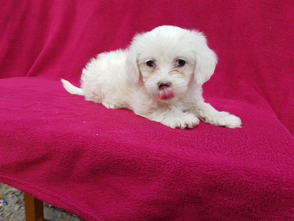 Bichon Maltez Mascul