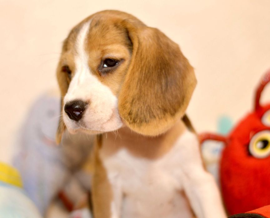 Pui Beagle tricolor din parinti cu pedigree