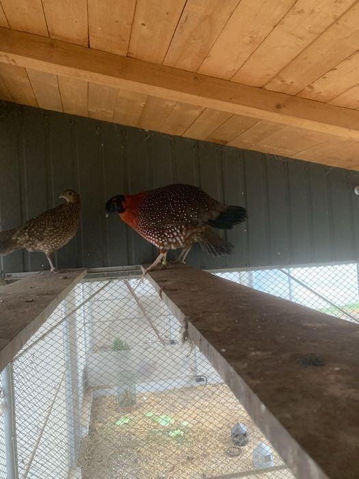 Schimb mascul fazan tragopan satyr 2025