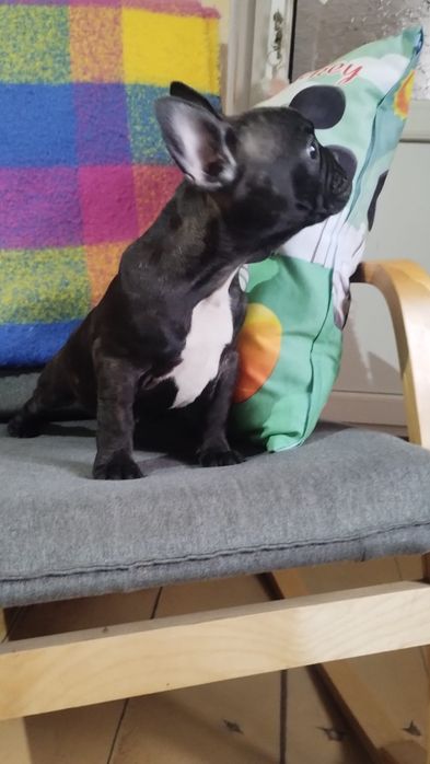Bulldog francez femela negru