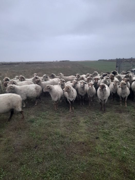 Vând 40 de oi ruginii de prăsilă