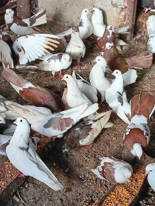 Продавам гълъби- играджии( преметачи)