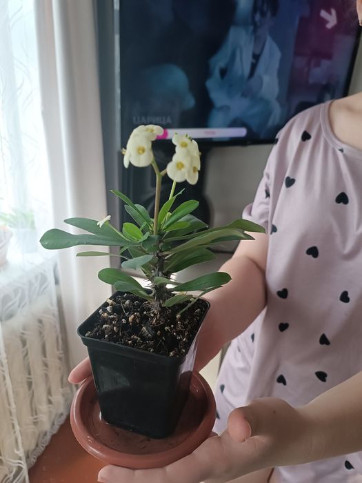 Продам Молочай Миля