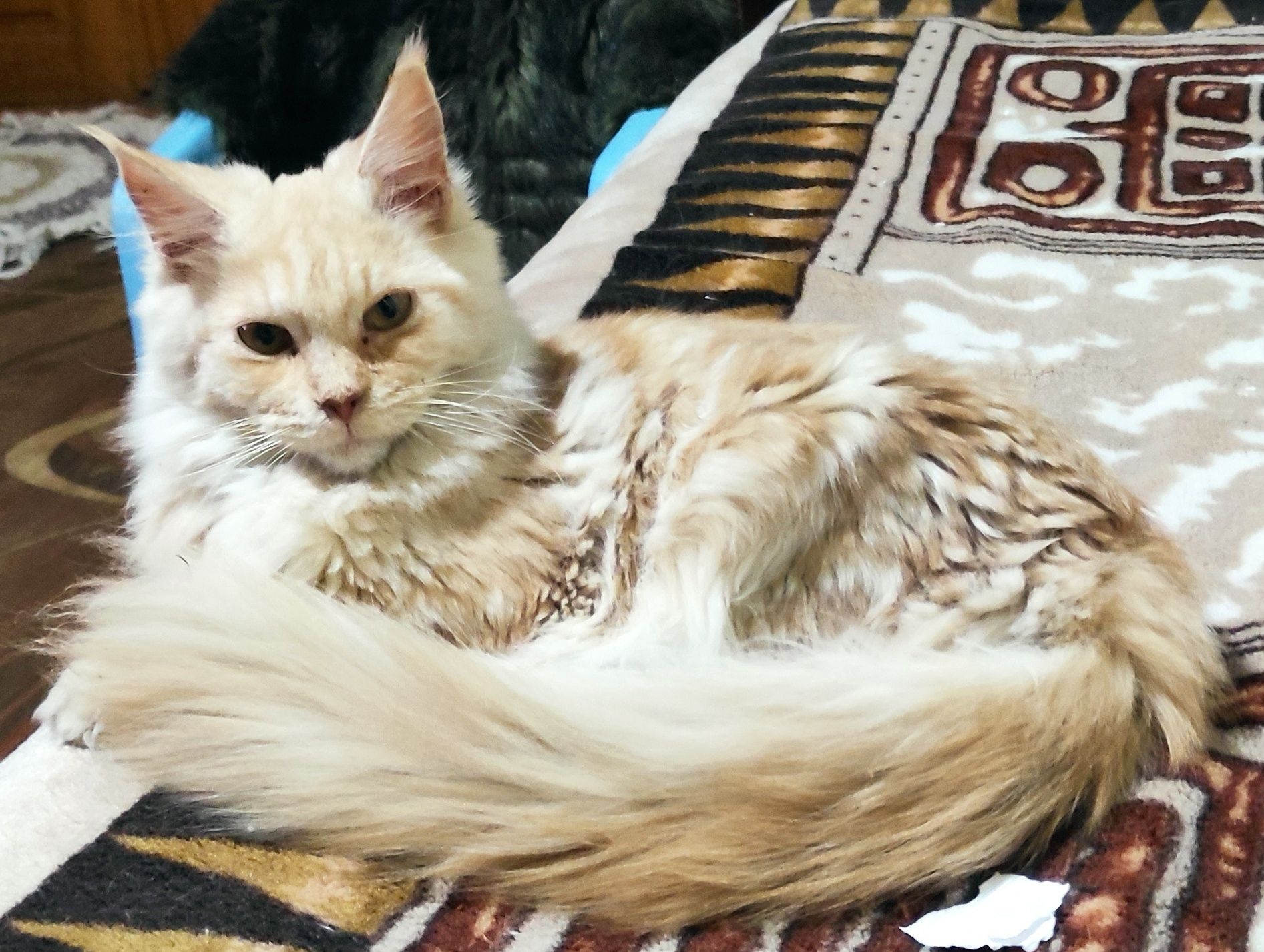 Кошечка мейн-кун