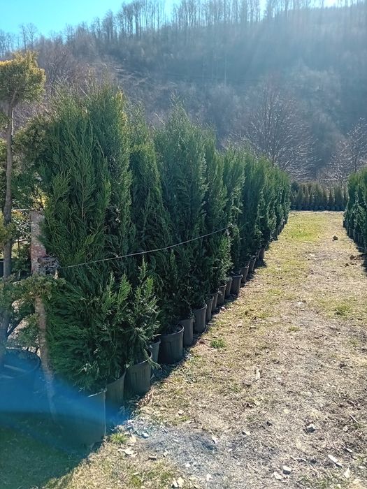 Tuia leylandii chiparos