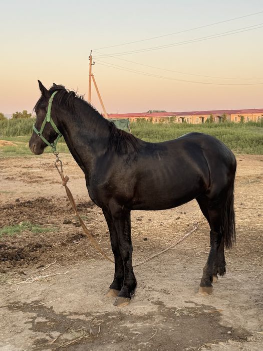 Той сотилади зоти россия бн фриз қўшилган.