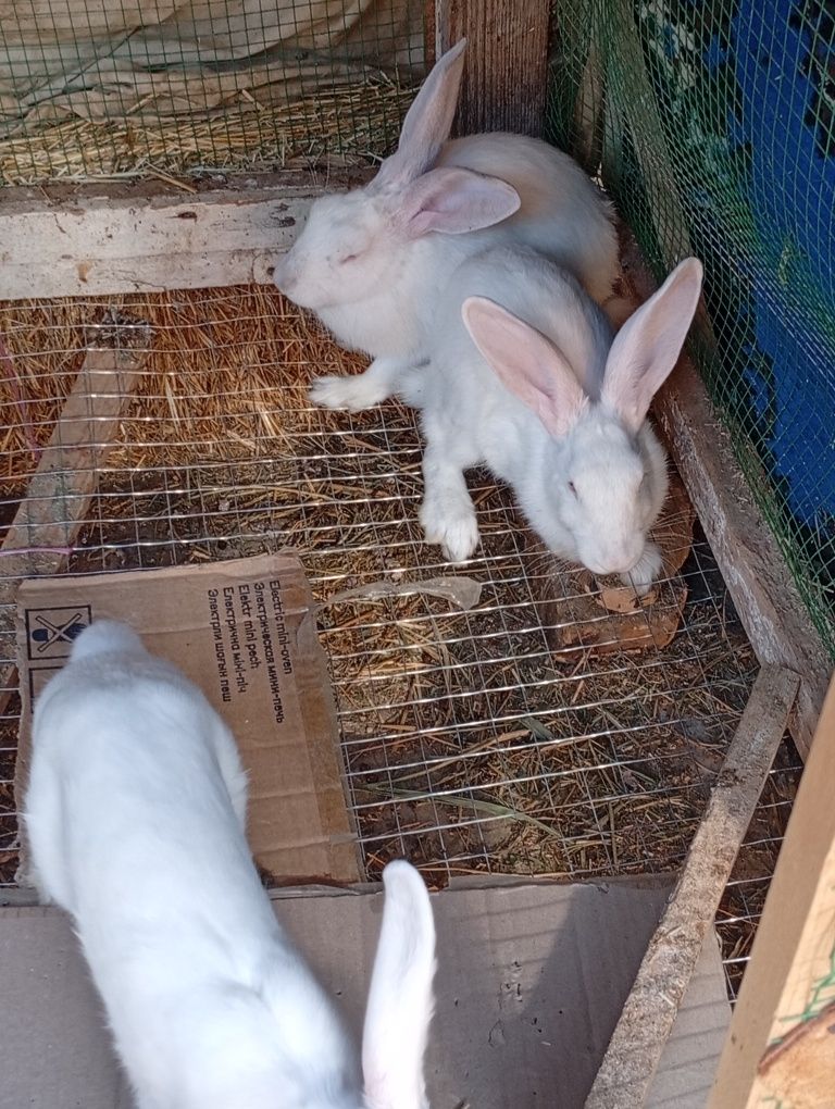 Xikol zotli 3oyli quyonla 100mingdan