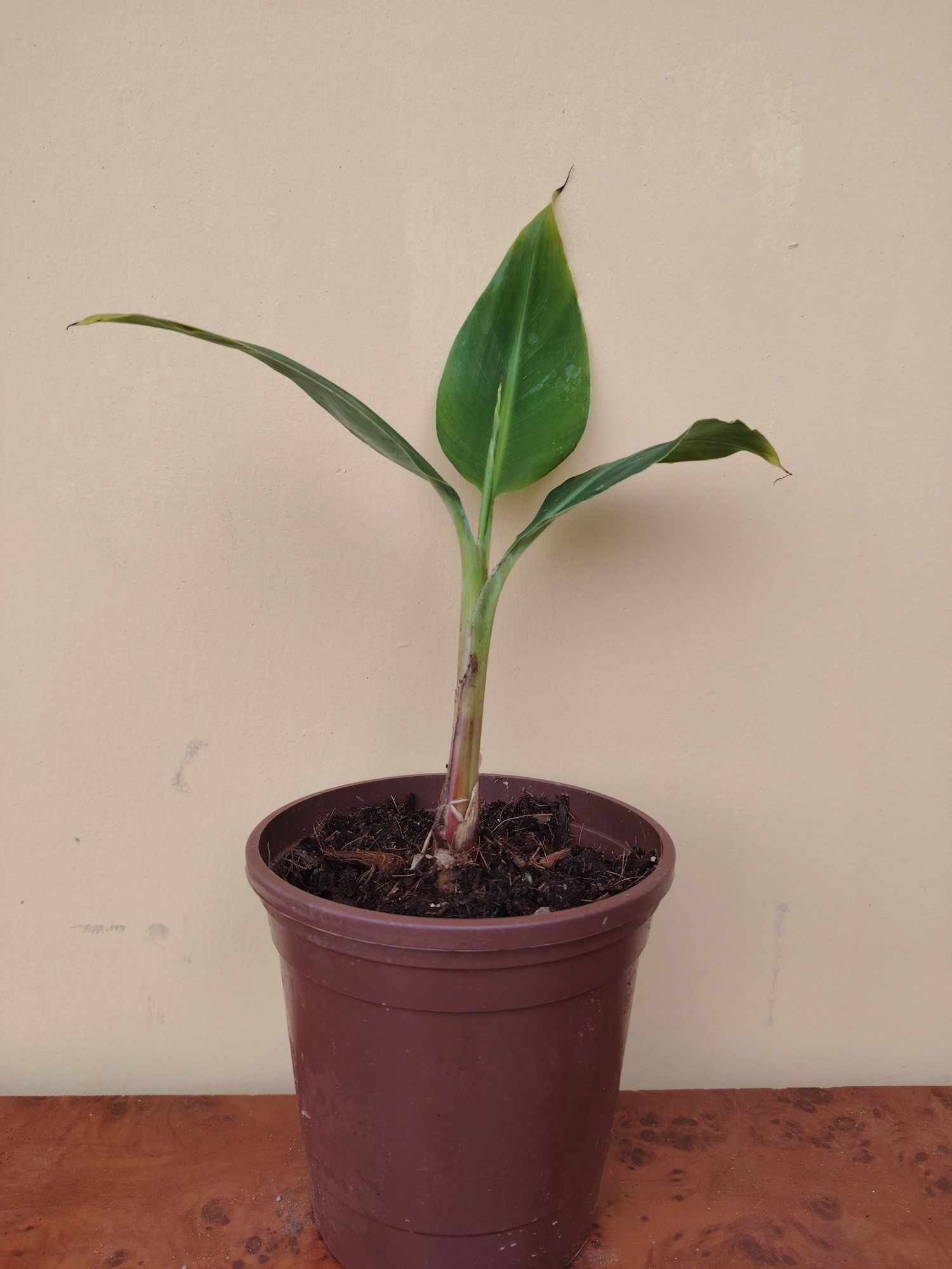 Banan papaya golubika zaytun mushmula kivi ko'chatlari