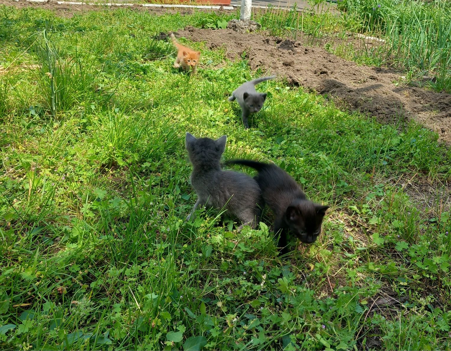 Подарявам котета