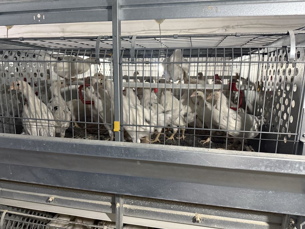 Куры несушки продается