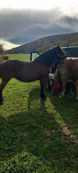 Iapa și manza.      .