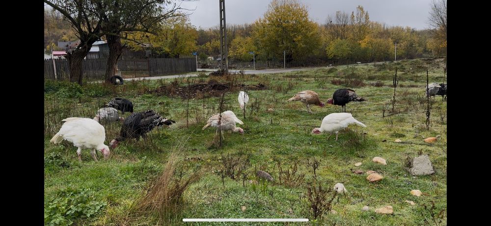 Curci si curcani romanesti/de tara