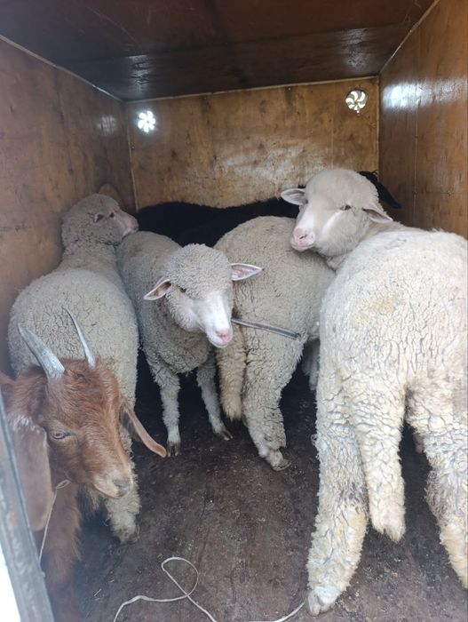 Quy merenos parotadi urg'ochi 5ta bor 8 9 oylik  moda