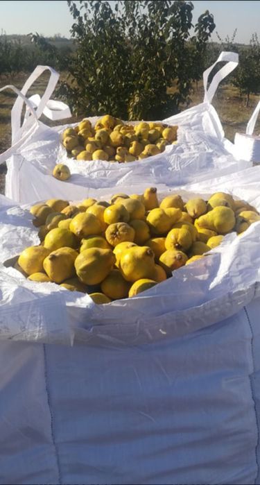 GUTUI  de țuică de Palincă