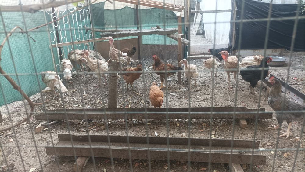 Продаётся цыплята ( Бурбон)