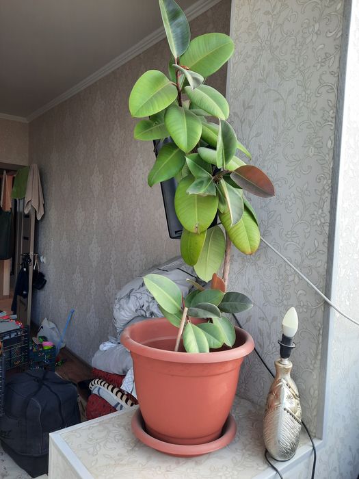 Фикус күтімді қажет етпейді