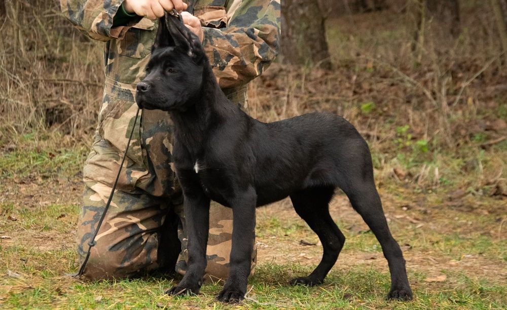 Cane Corso 5 luni Mascul