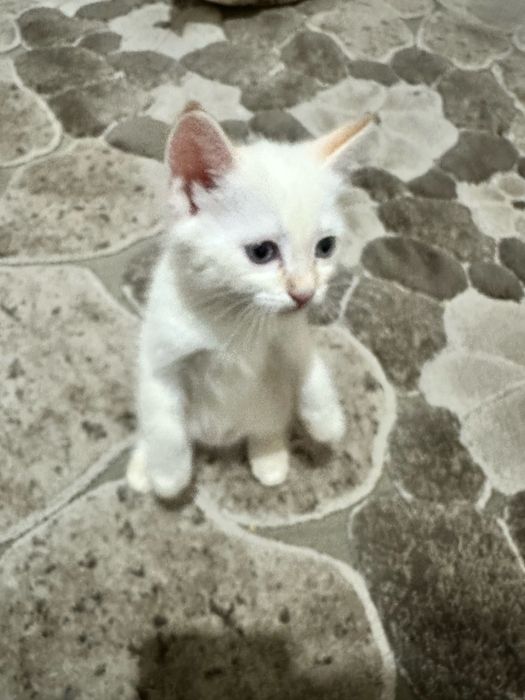 Aqilli parodiyali mushukla sotilad