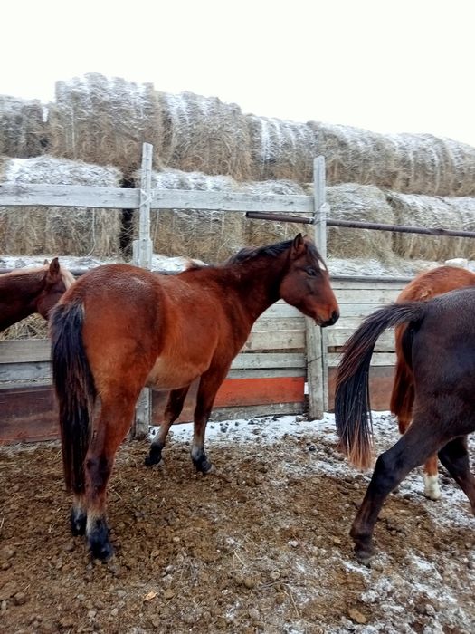 Соғымға семіз жылқылар сатылады