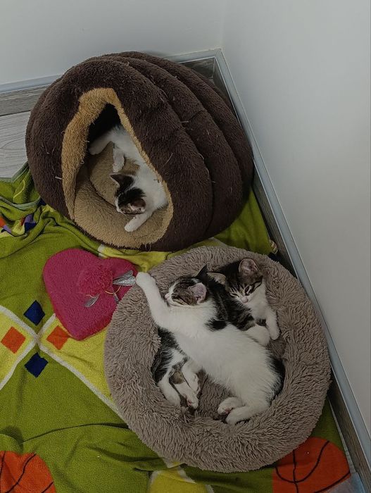 ищу котятам любящую семью