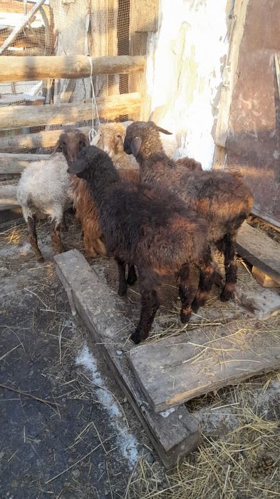 Козылар сатылады 35 000нан восточныйда