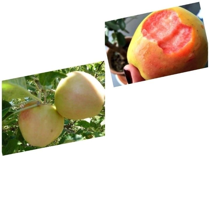 Mar Deosebit Perla Pink