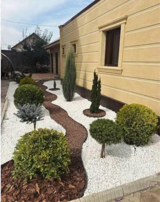 Туя Смарагд Туя Брабант Туя книжка. Туя смарагд