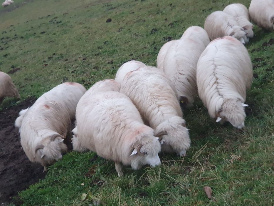 Oi țurcane 20 de bucăți