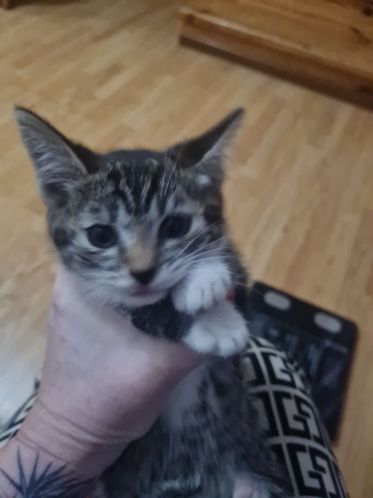 Котята два месяца даром