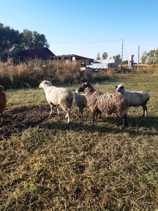 Баран, кошкар, ток ы