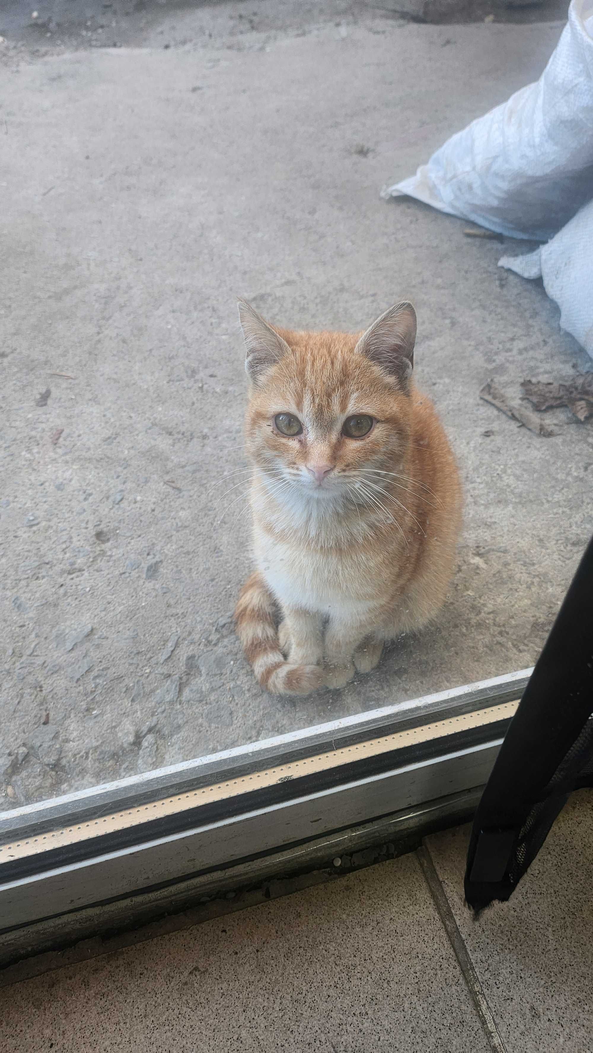 Подарявам котенца
