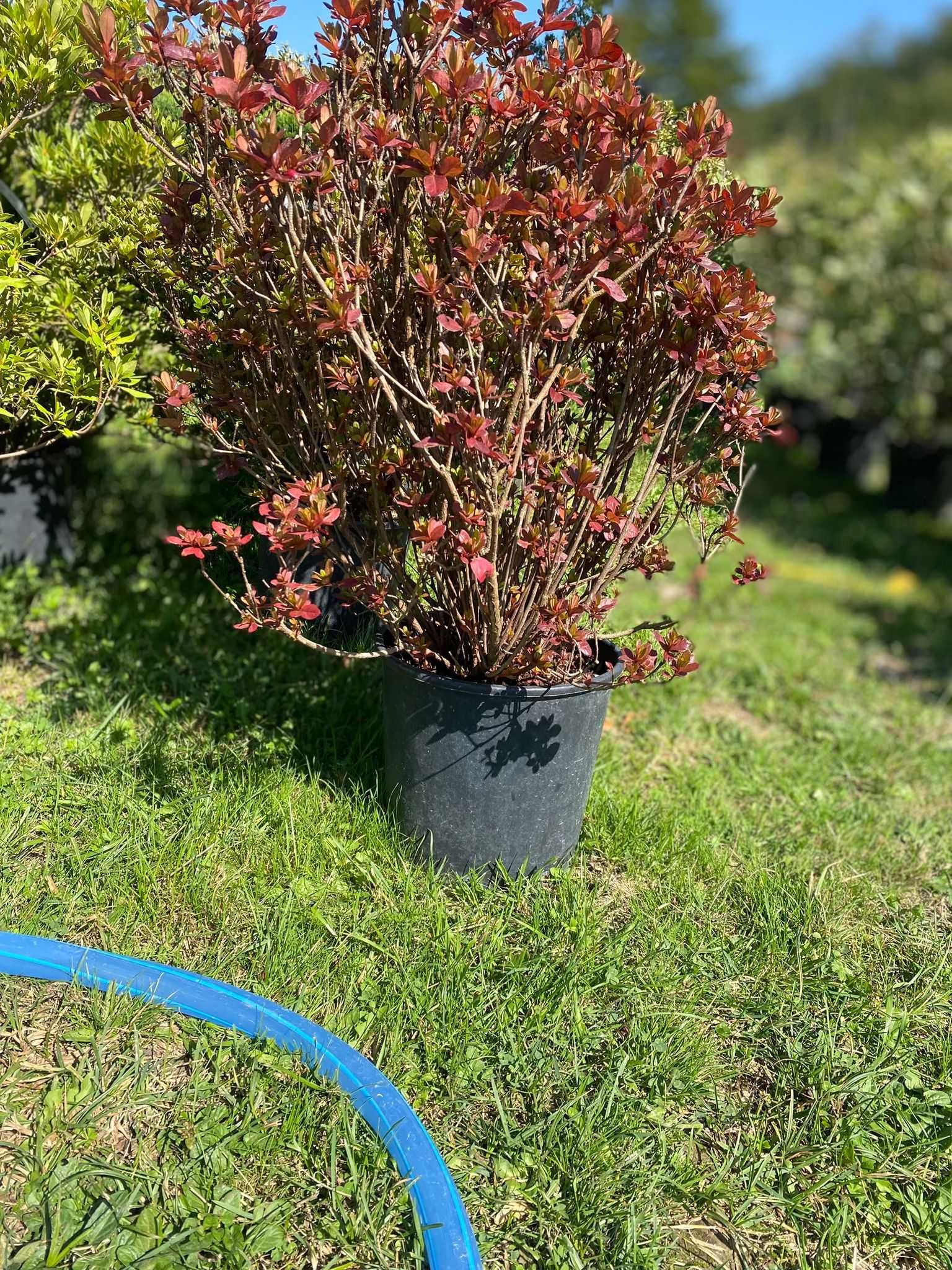 Selecție variată de plante ornamentale Transport gratuit în toată țara