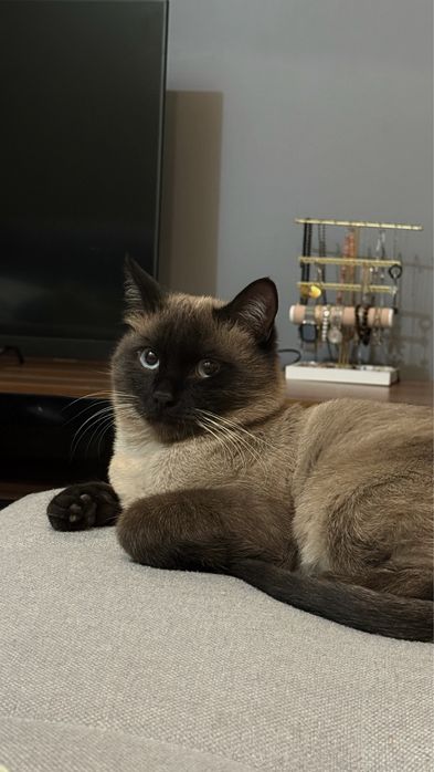 Отдаю в добрые руки кота, не кастрированного возраст 1 год