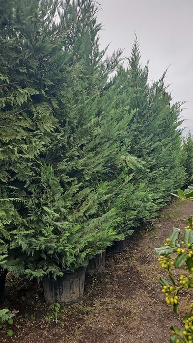 Chiparos Leylandii dimensiuni mari 3 4 5m