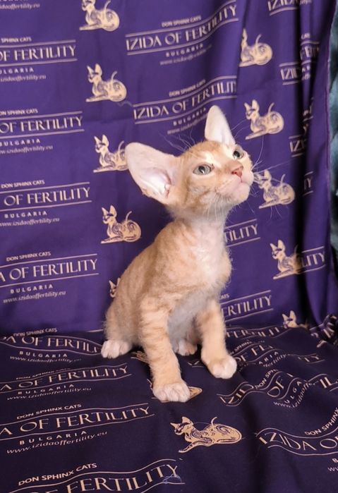 Донски Сфинкс чистокръвно момченце браш