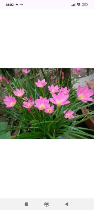 Зефирантес розовый