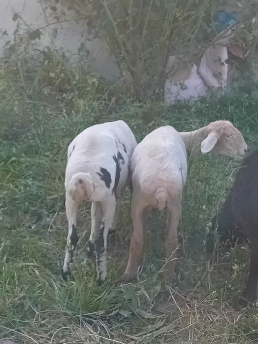 Chiroyli moda barala sotiladi