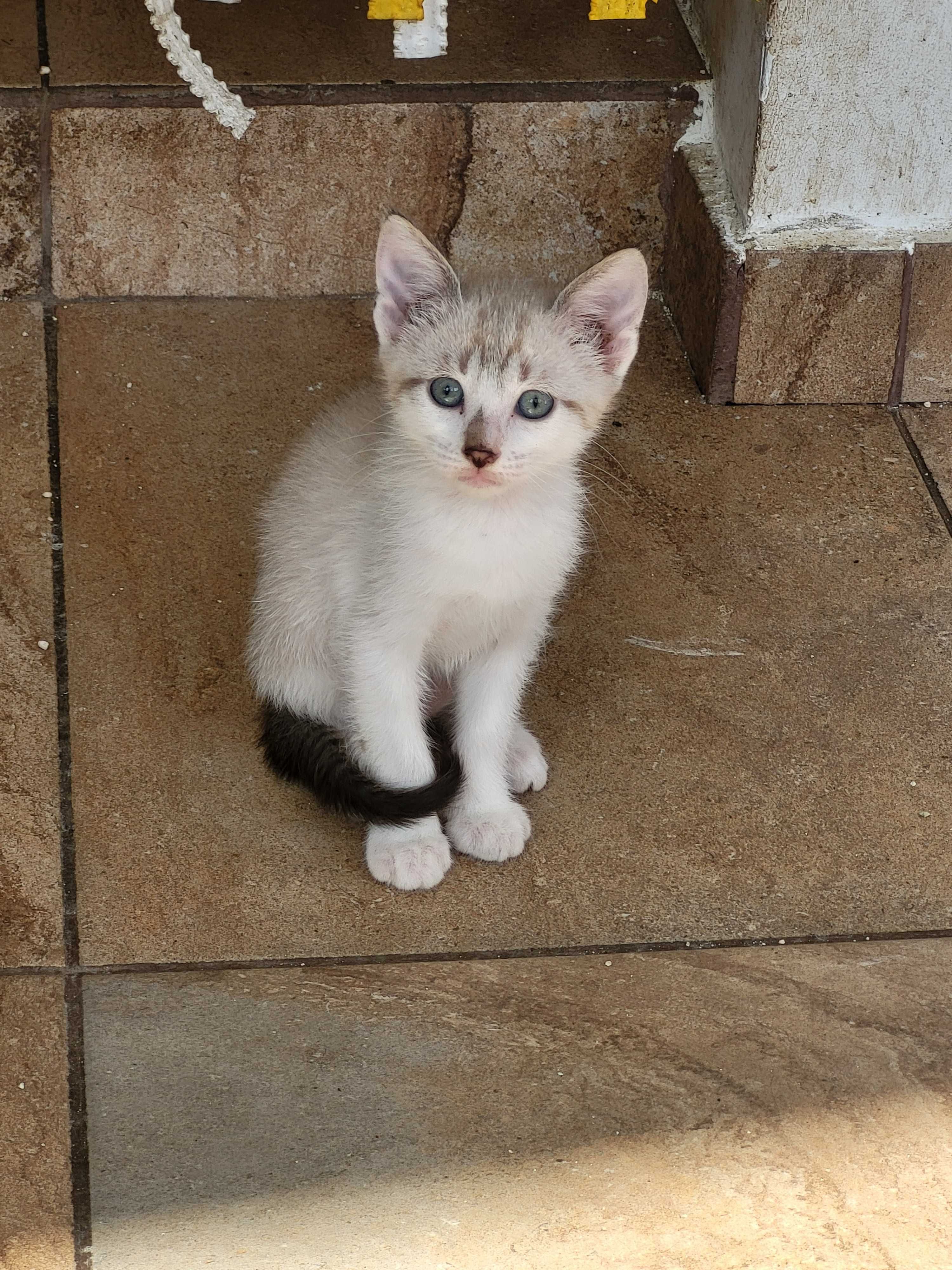 Pisoi spre adoptie