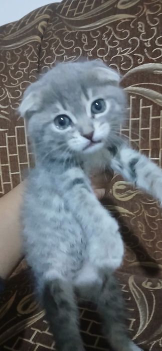 Срочно продам котят скоттиш фолд